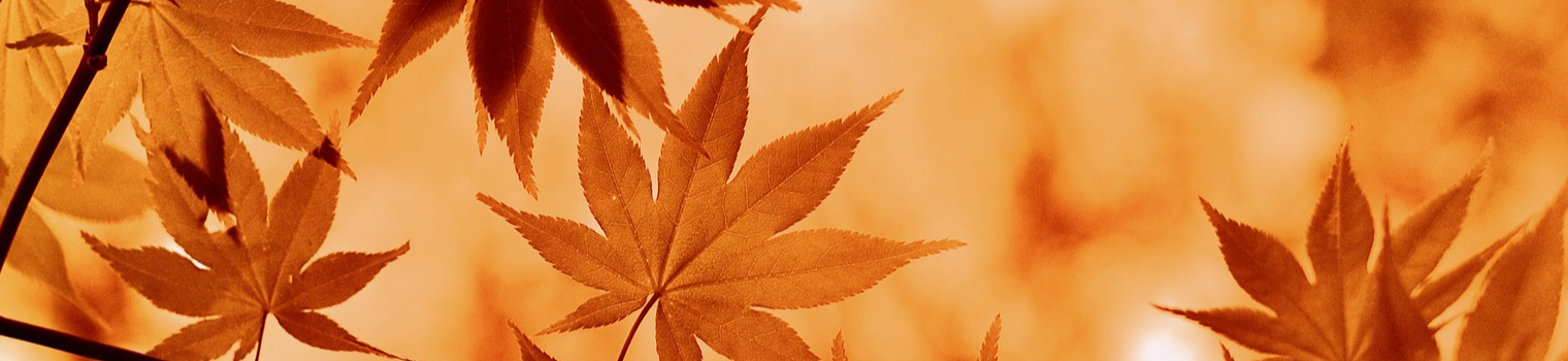 leaves in fall color orange and red